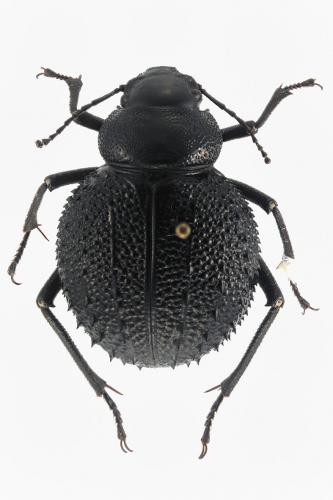 Pimelia retrospinosa